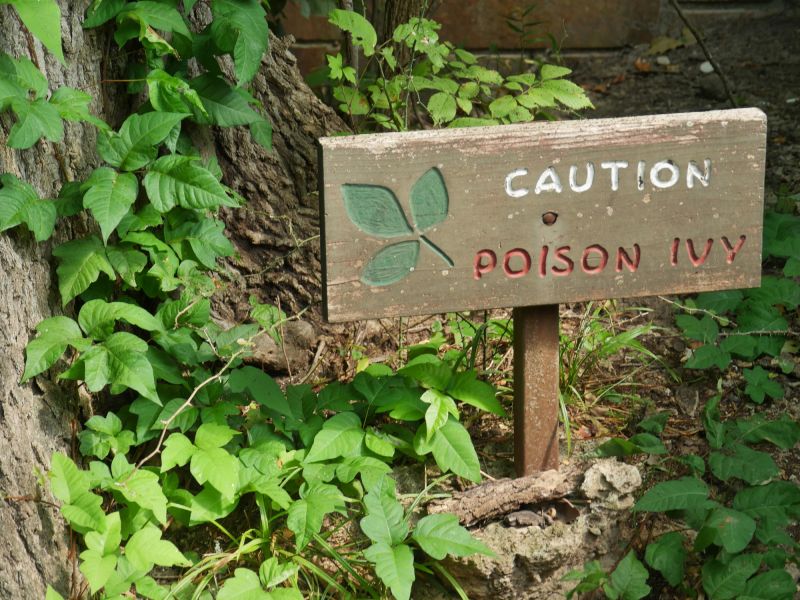 Poison Sumac Infestation