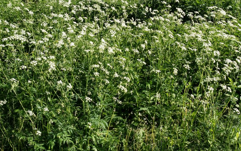 Completed Poison Sumac Removal