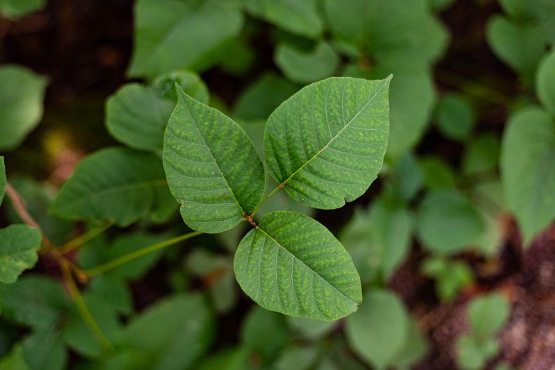 Poison Sumac Berries