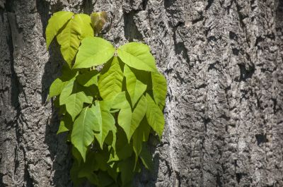 Poison Sumac in the Landscape